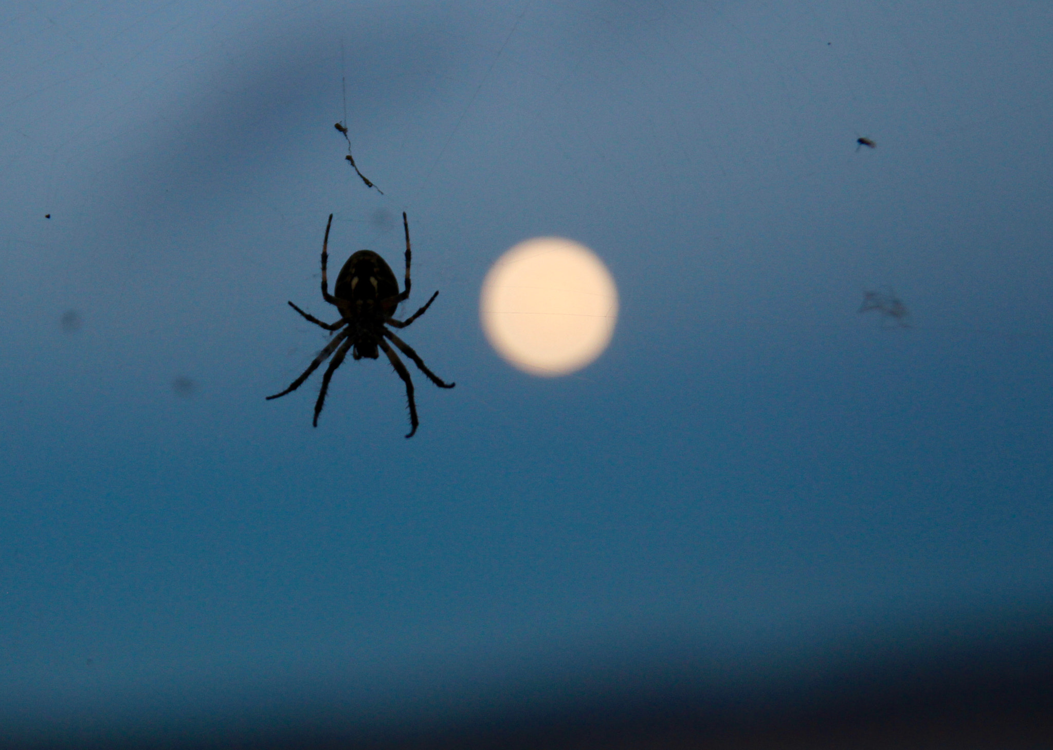 Tamron SP AF 17-50mm F2.8 XR Di II LD Aspherical (IF) sample photo. La araña y la luna photography