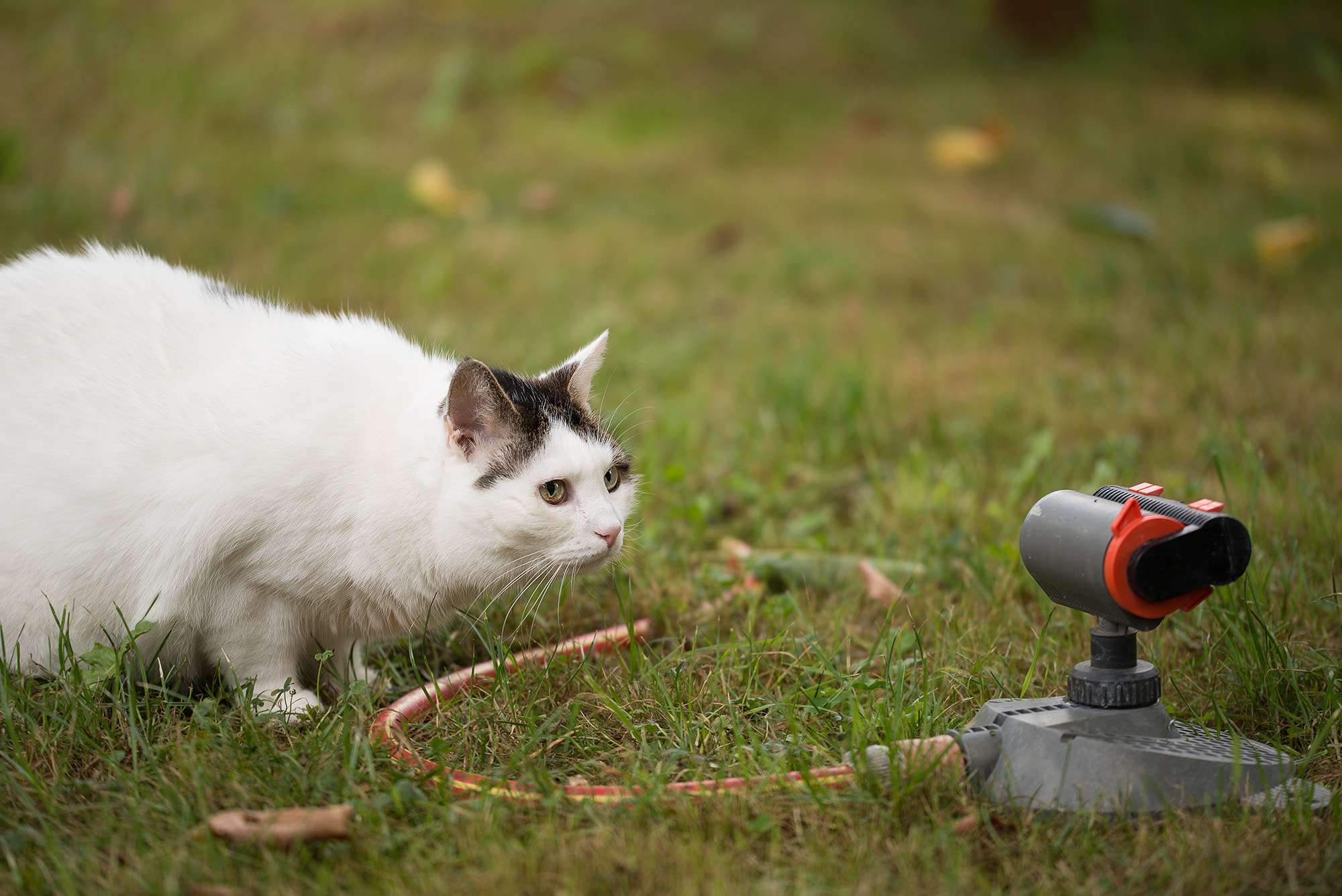 Sigma 150mm F2.8 EX DG OS Macro HSM sample photo. Is it off for sure? photography