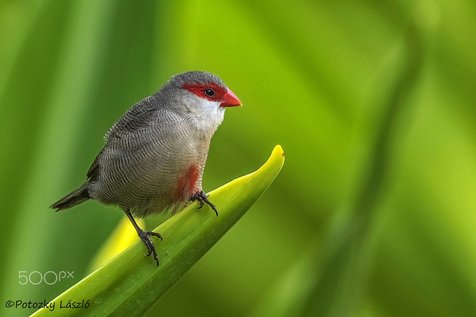 Olympus OM-D E-M1 + OLYMPUS M.300mm F4.0 sample photo. Common waxbill photography