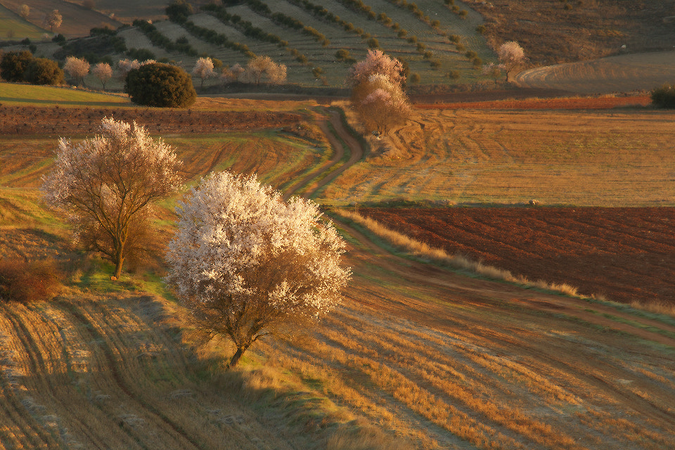 Sigma 18-125mm F3.8-5.6 DC OS HSM sample photo. La alcarria photography