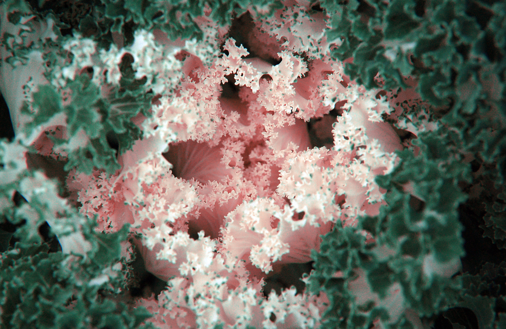 Nikon D50 sample photo. Cabbage clouds photography