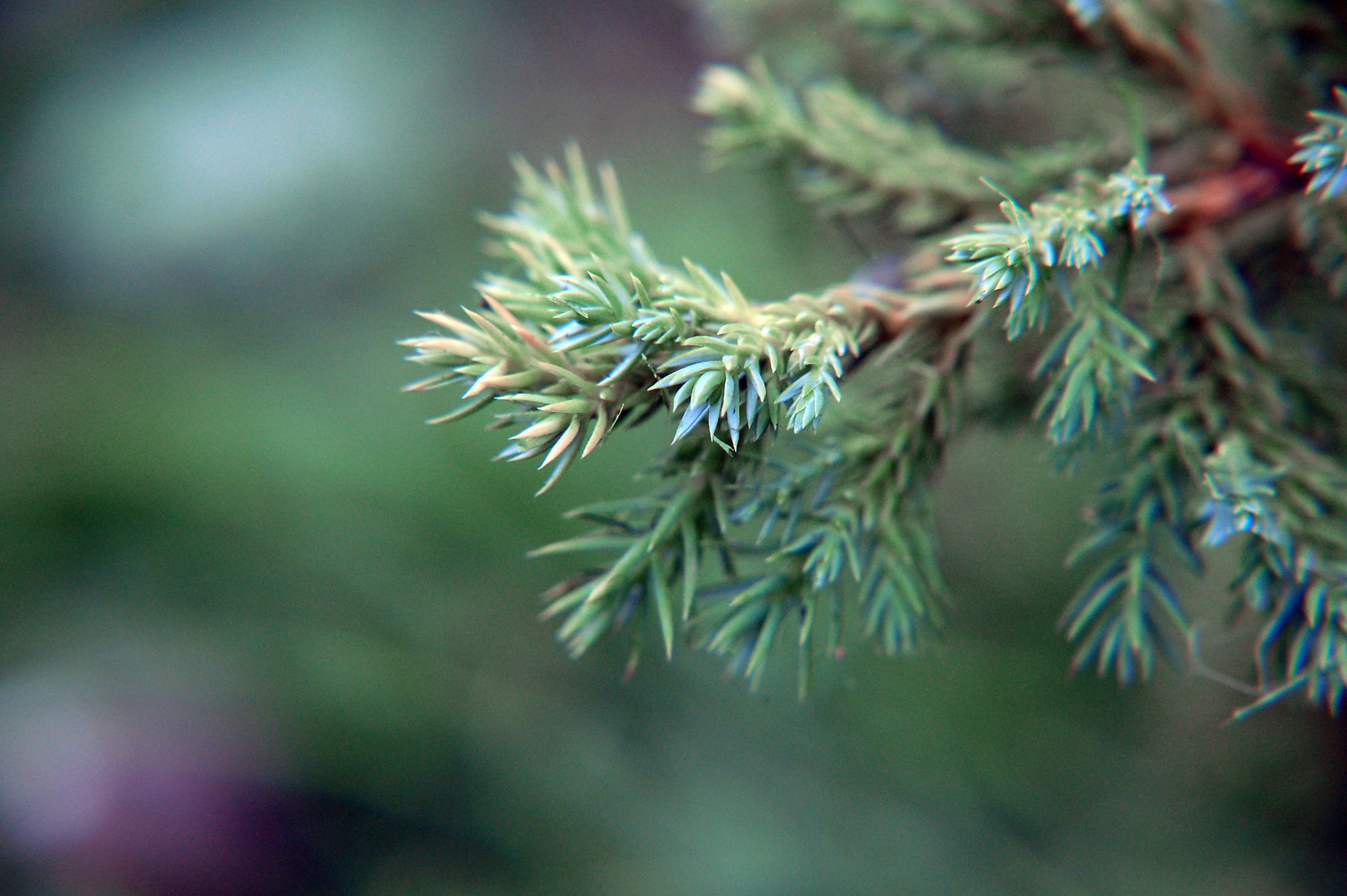 Nikon D50 sample photo. Mist photography