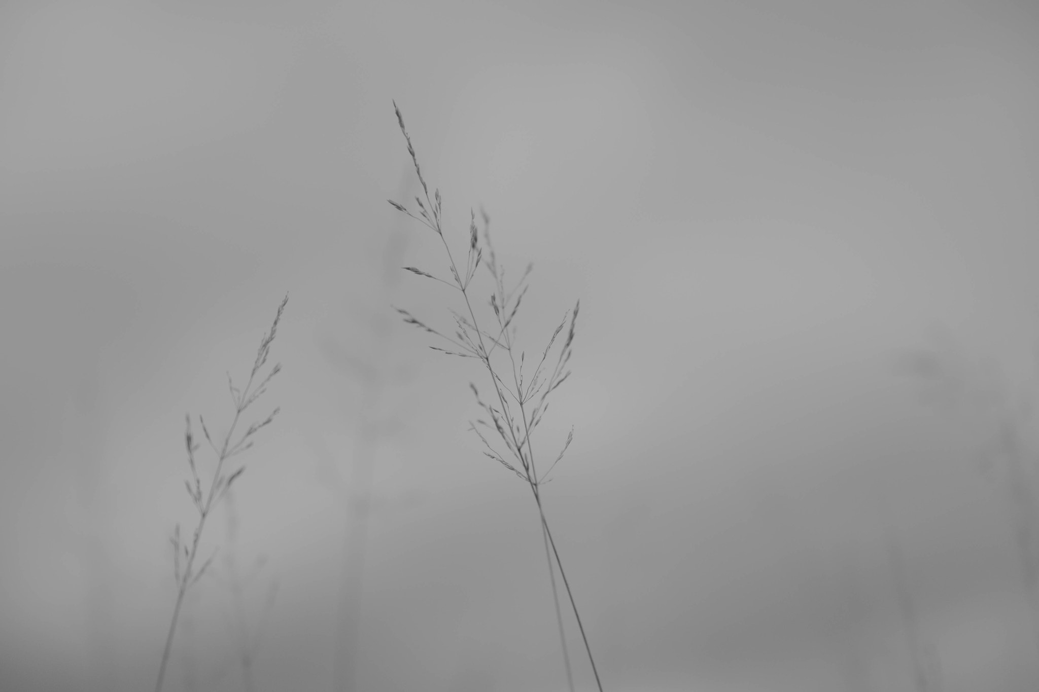 Fujifilm X-T10 + Fujifilm XF 16-55mm F2.8 R LM WR sample photo. Sentimentalism photography