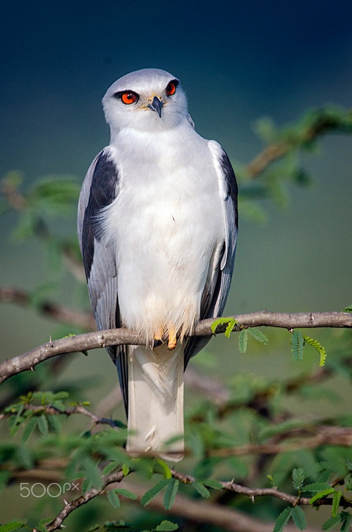 Nikon D7000 sample photo. Black shouldered kite photography