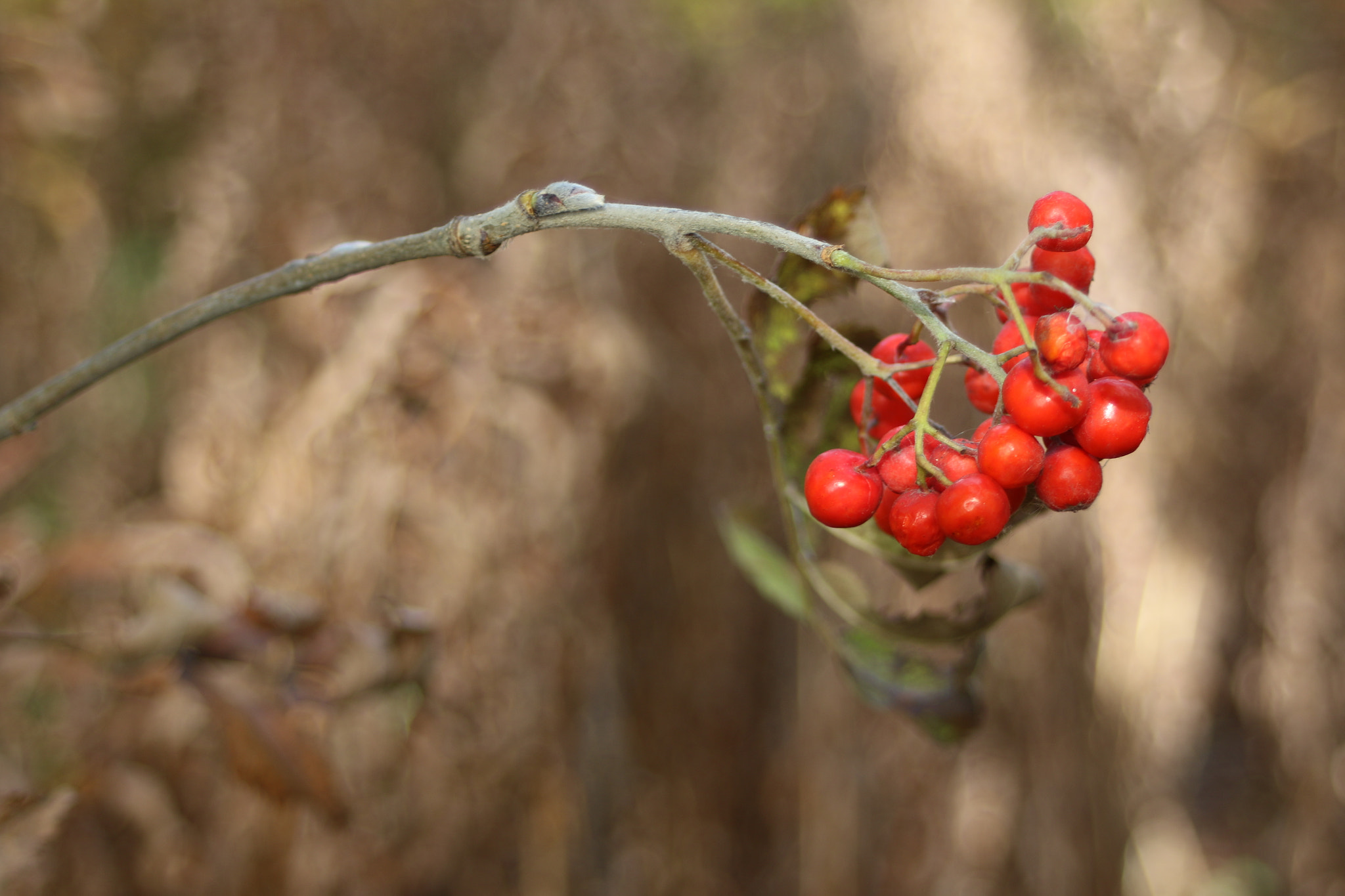Canon EF 28-80mm f/3.5-5.6 sample photo. We also have a purpose in our life photography