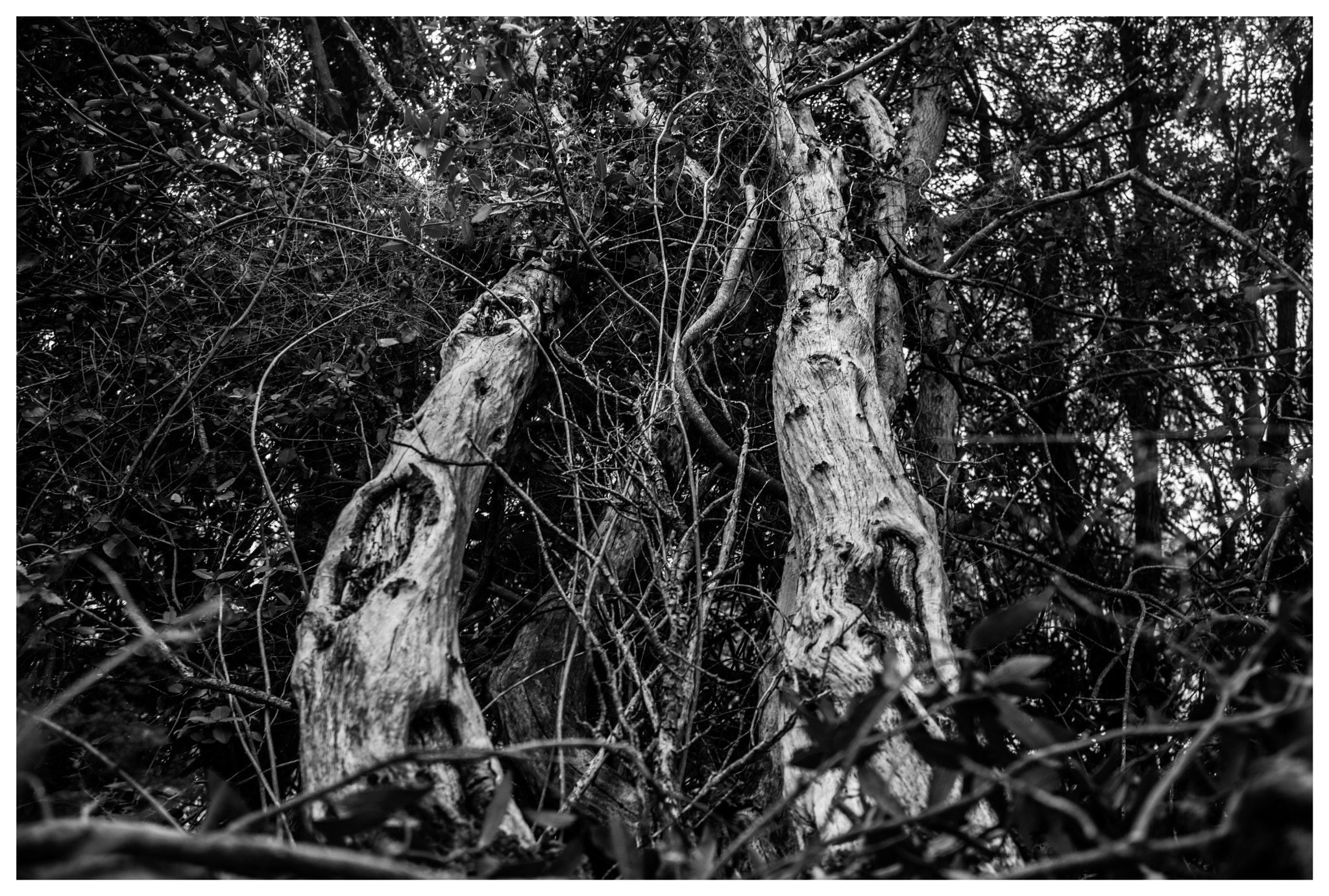 Sony a5100 + Sigma 19mm F2.8 EX DN sample photo. Life and death photography