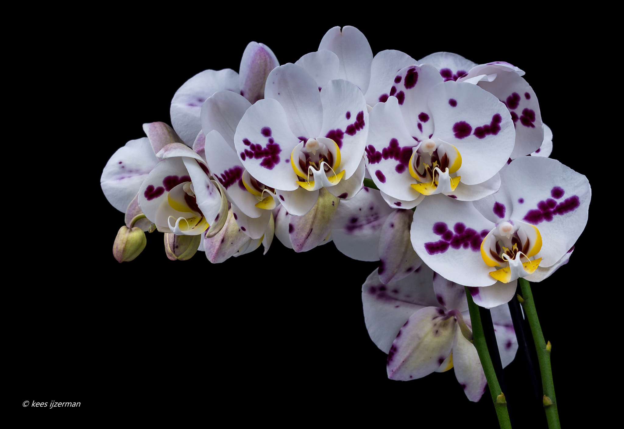 Sony SLT-A77 + Sony 100mm F2.8 Macro sample photo. Orchid. photography