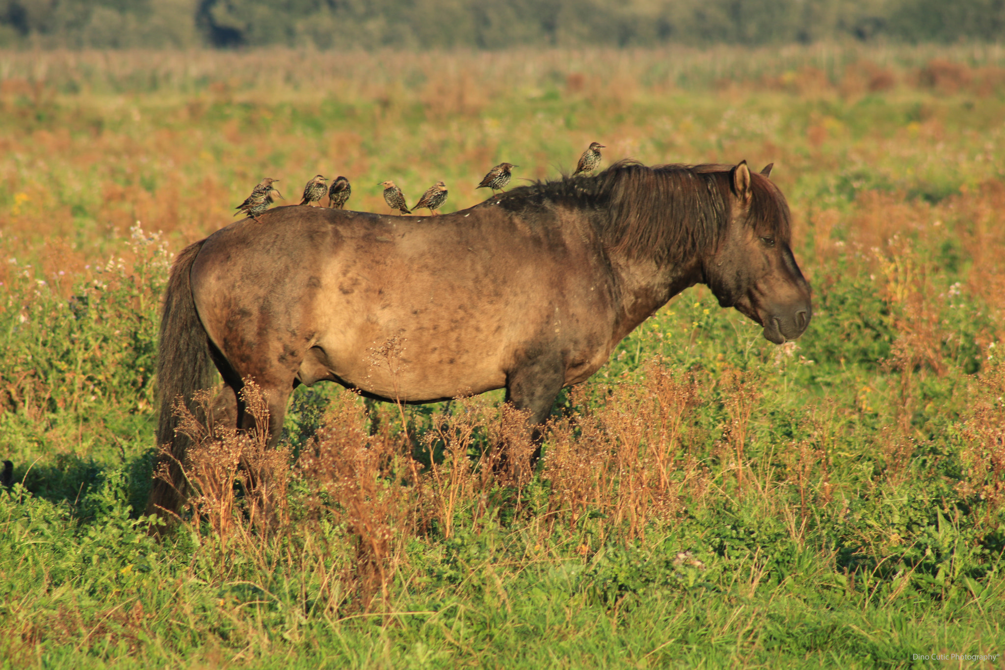 Canon EOS 750D (EOS Rebel T6i / EOS Kiss X8i) + EF75-300mm f/4-5.6 sample photo. Symbiose photography