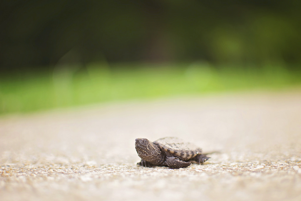 baby turtle by Grace Cameron on 500px.com