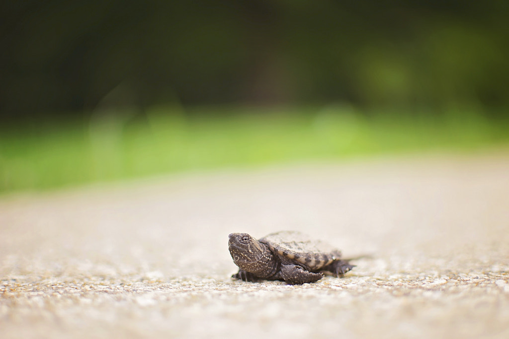 Boujee Tumbler  Tiny Turtles Baby