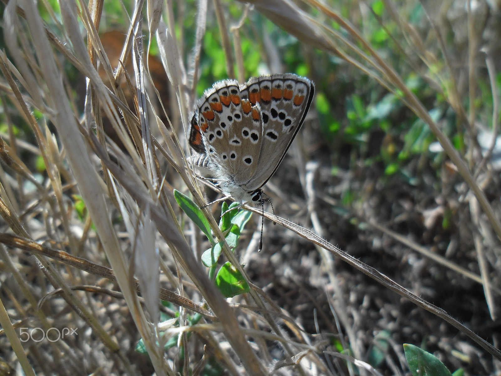 Samsung ES90/ ES91 sample photo. Голубя́нка аргус  (plebejus argus) — бабочка семейства Голубянки. photography