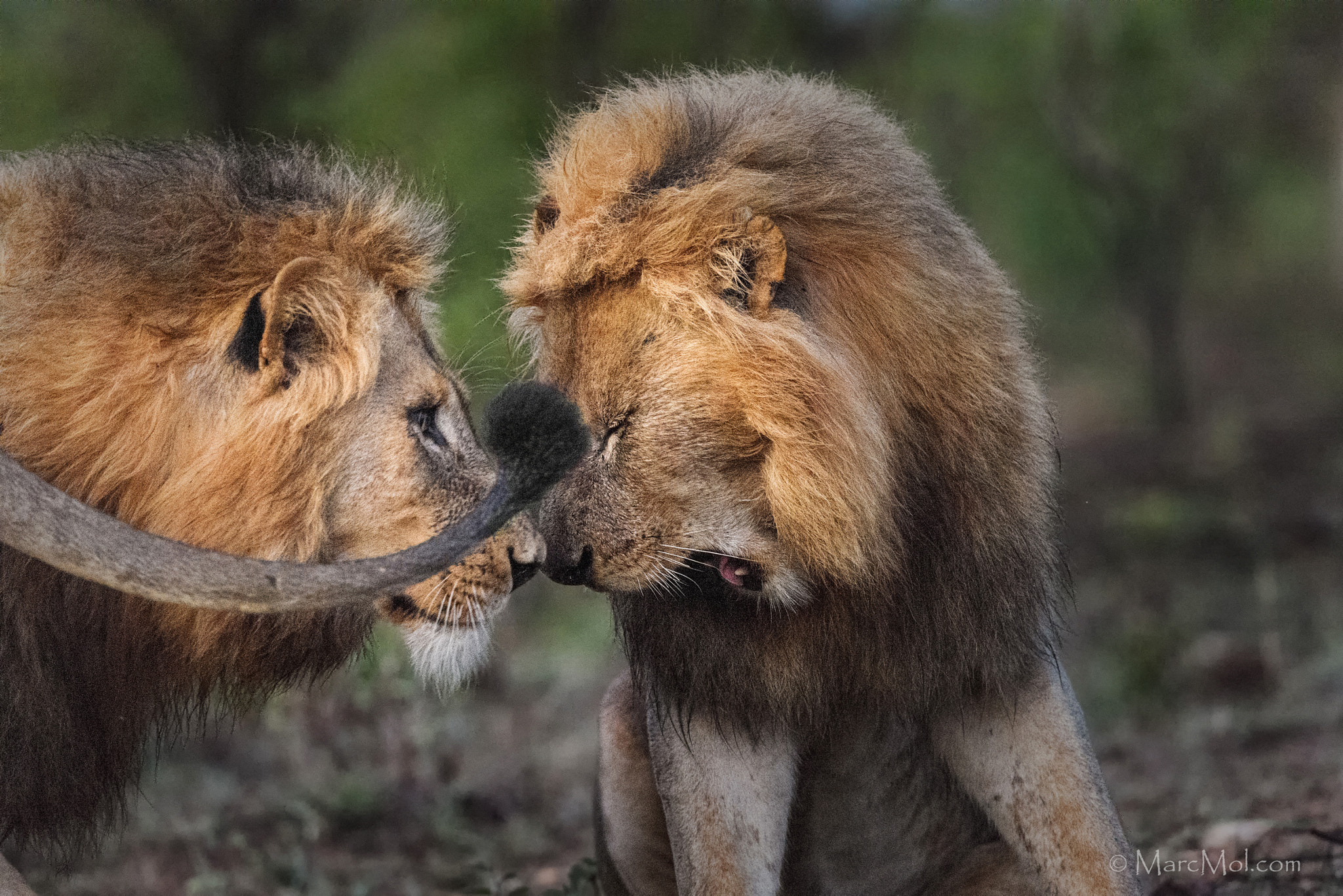 Nikon AF-S Nikkor 400mm F2.8E FL ED VR sample photo. A tail of two lions photography