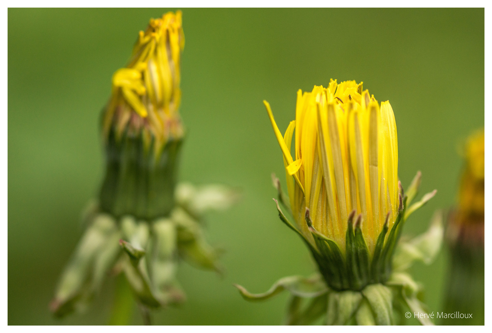 Sony SLT-A77 + 105mm F2.8 sample photo. Opening soon photography