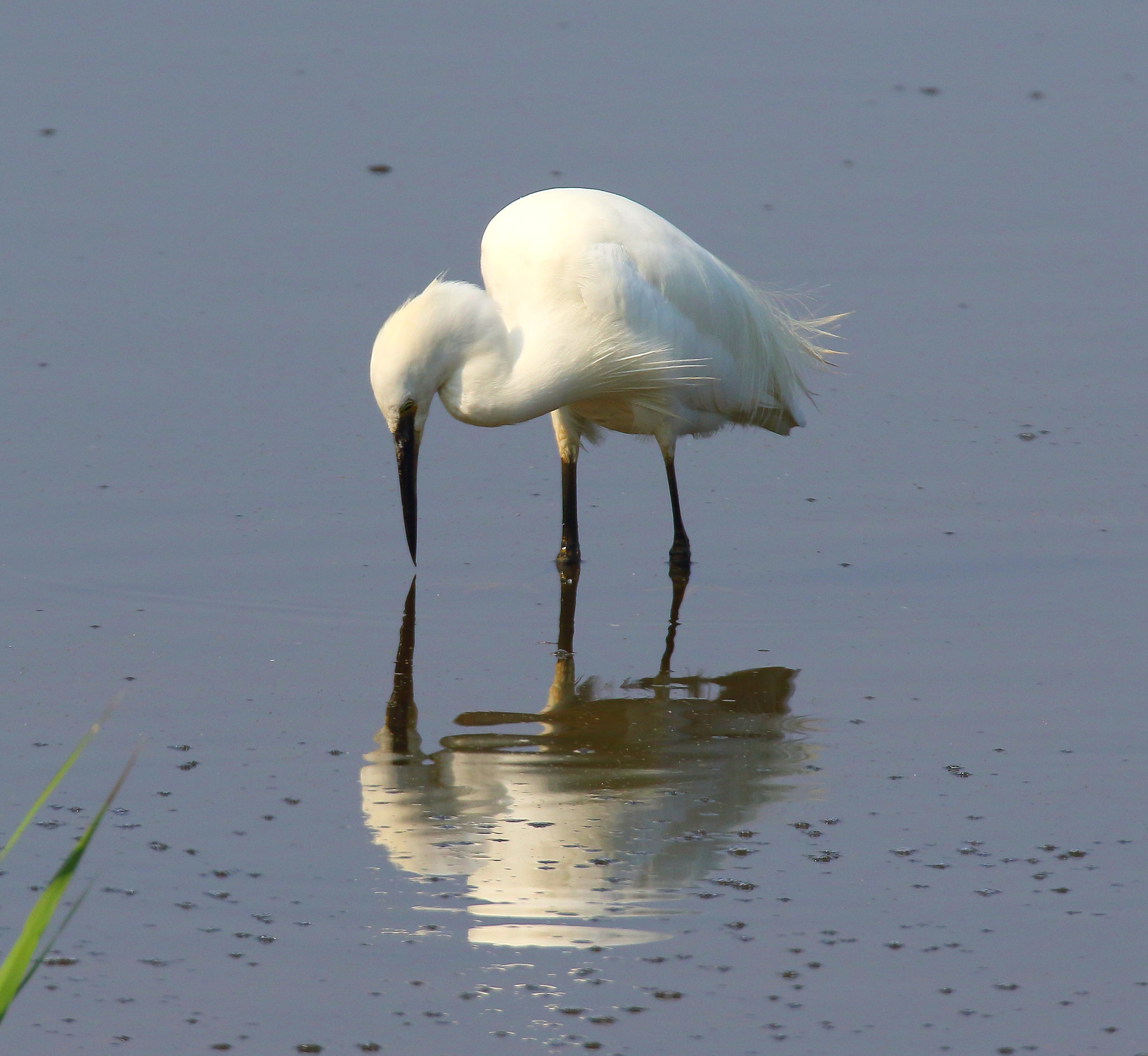 Canon EOS 7D Mark II sample photo. Little egret photography