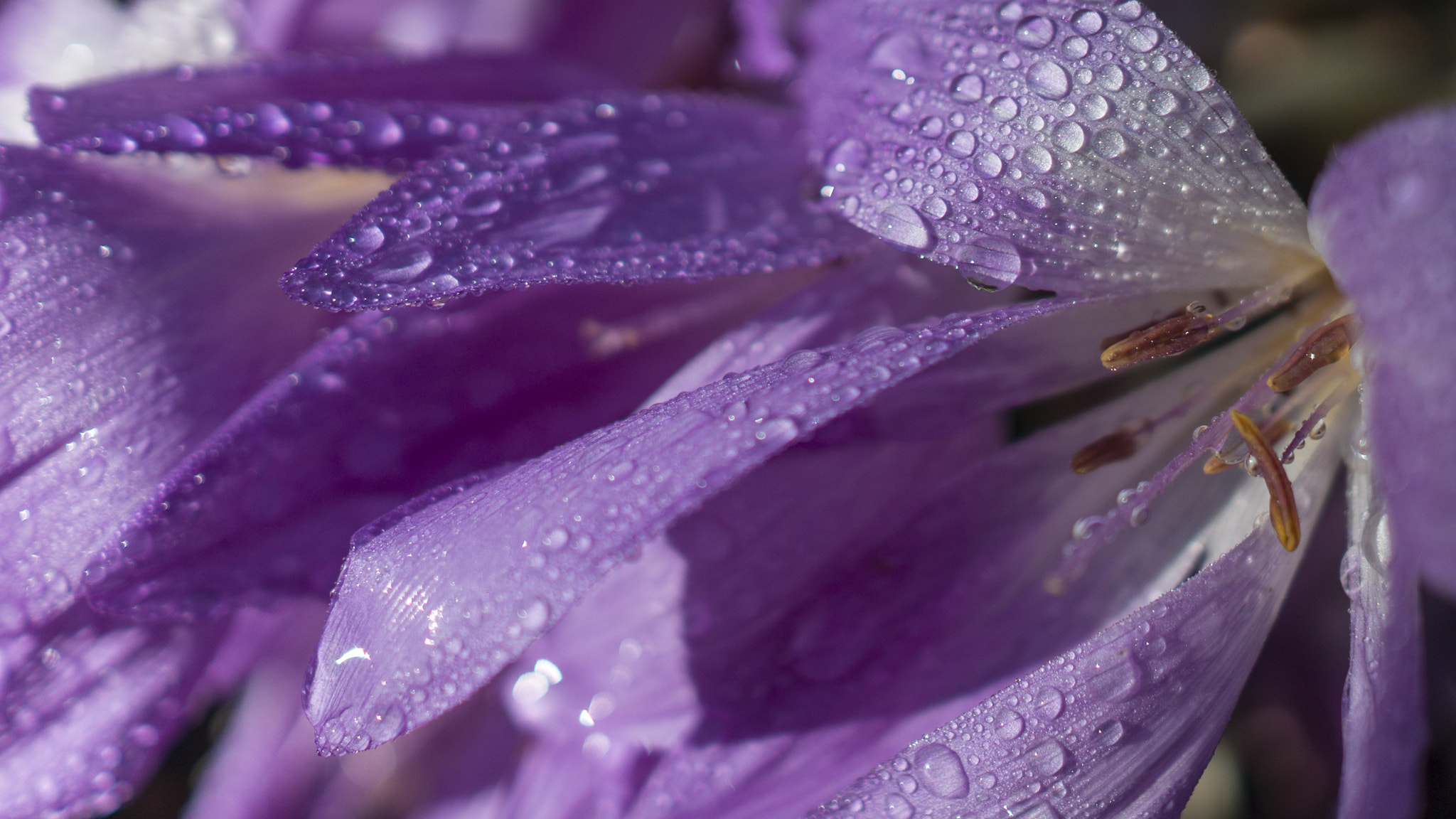 Sony Alpha NEX-6 + Sony Sonnar T* E 24mm F1.8 ZA sample photo. Fresh after rain photography