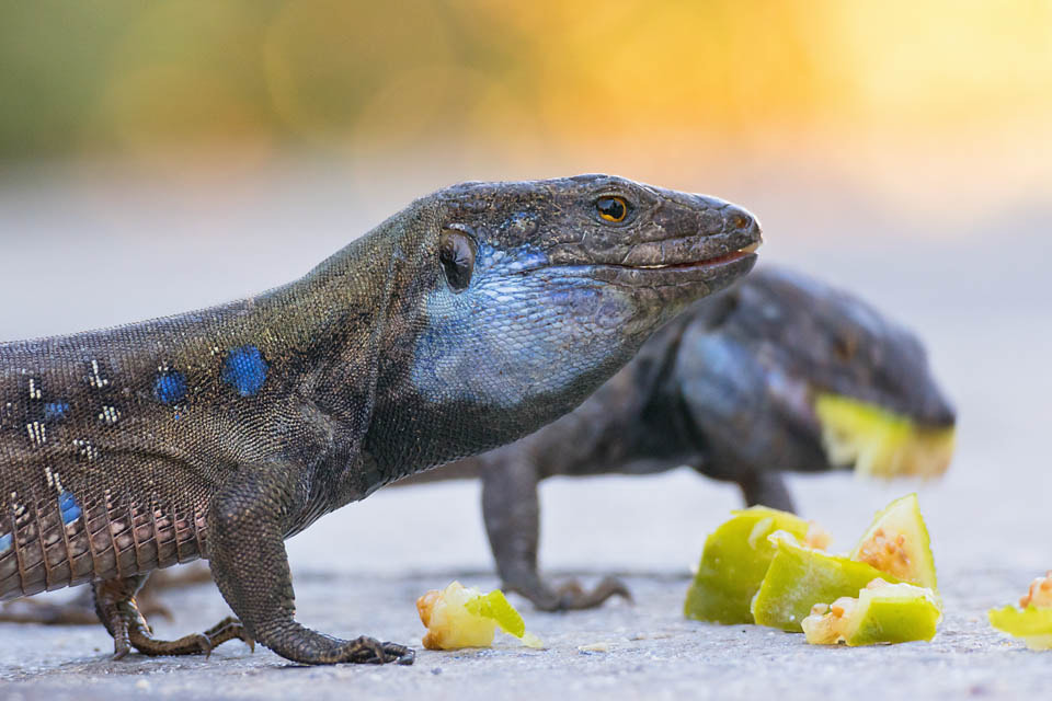 Nikon 1 J5 + Nikon 1 Nikkor VR 70-300mm F4.5-5.6 sample photo. Feeding the dragons photography