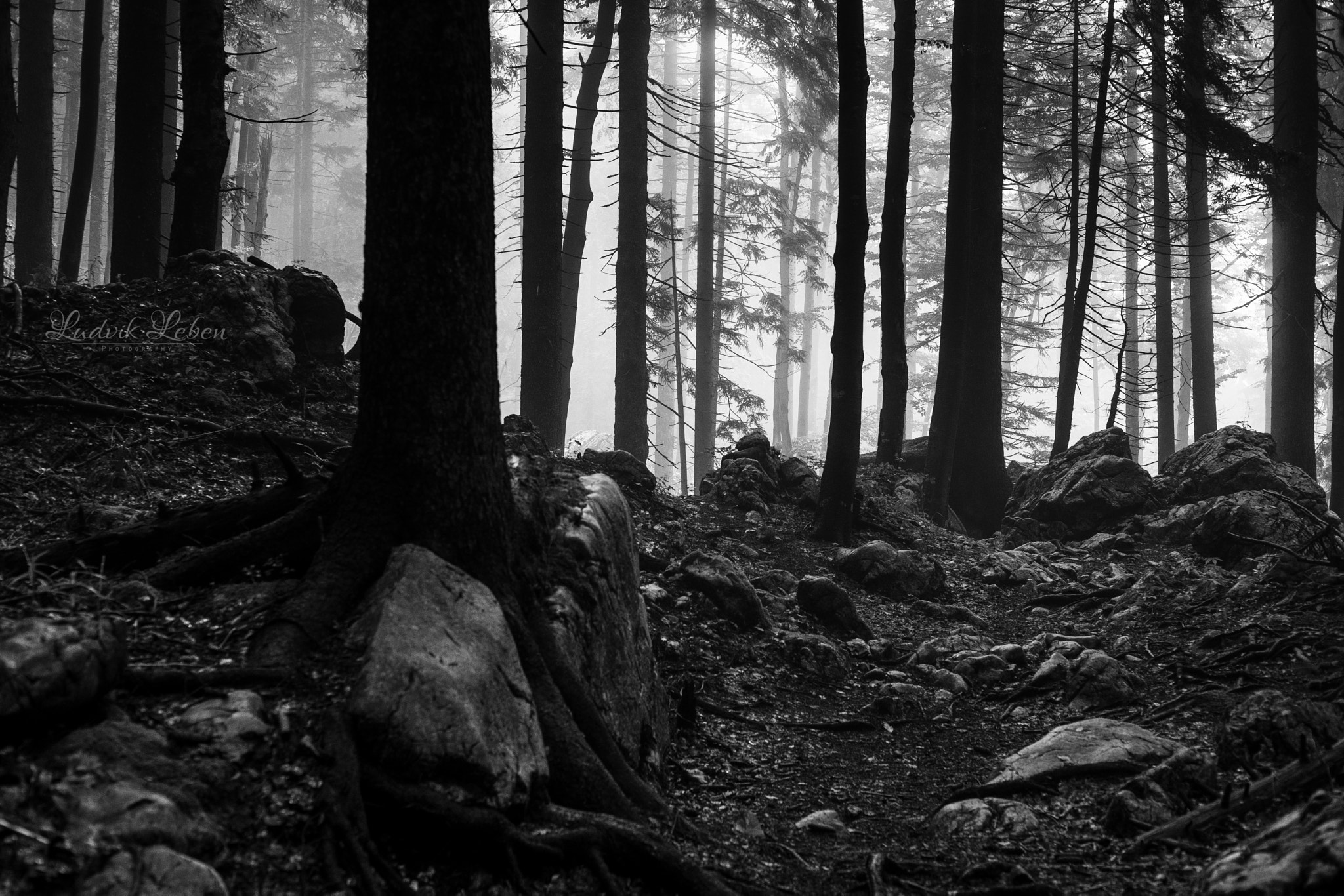 Sony 50mm F1.4 sample photo. Dark forest photography