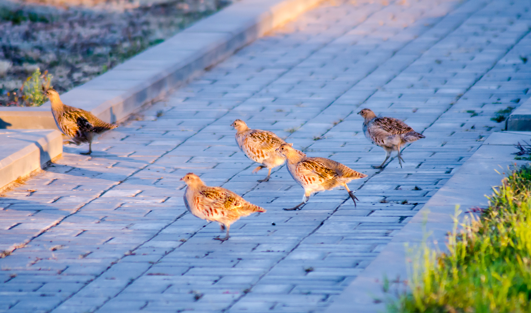 Nikon D7000 sample photo. Partridge in the town! photography