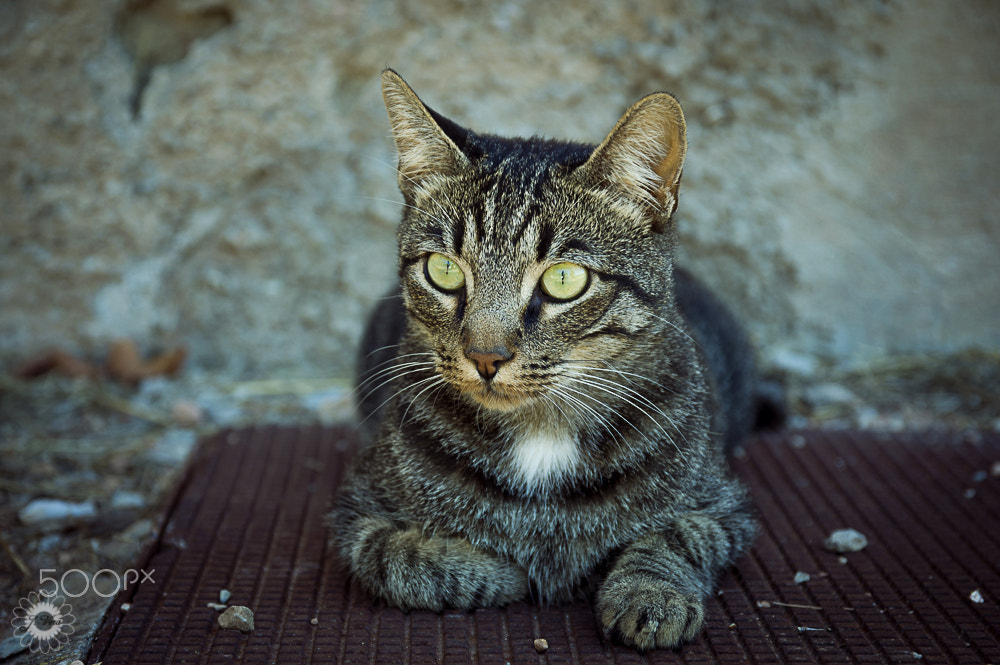 Sigma 17-70mm F2.8-4 DC Macro OS HSM | C sample photo. T. the cat photography