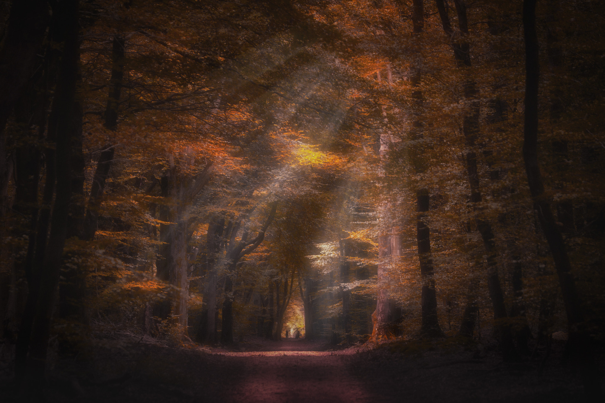Sigma APO Macro 150mm f/2.8 EX DG HSM sample photo. Forest path light beams photography