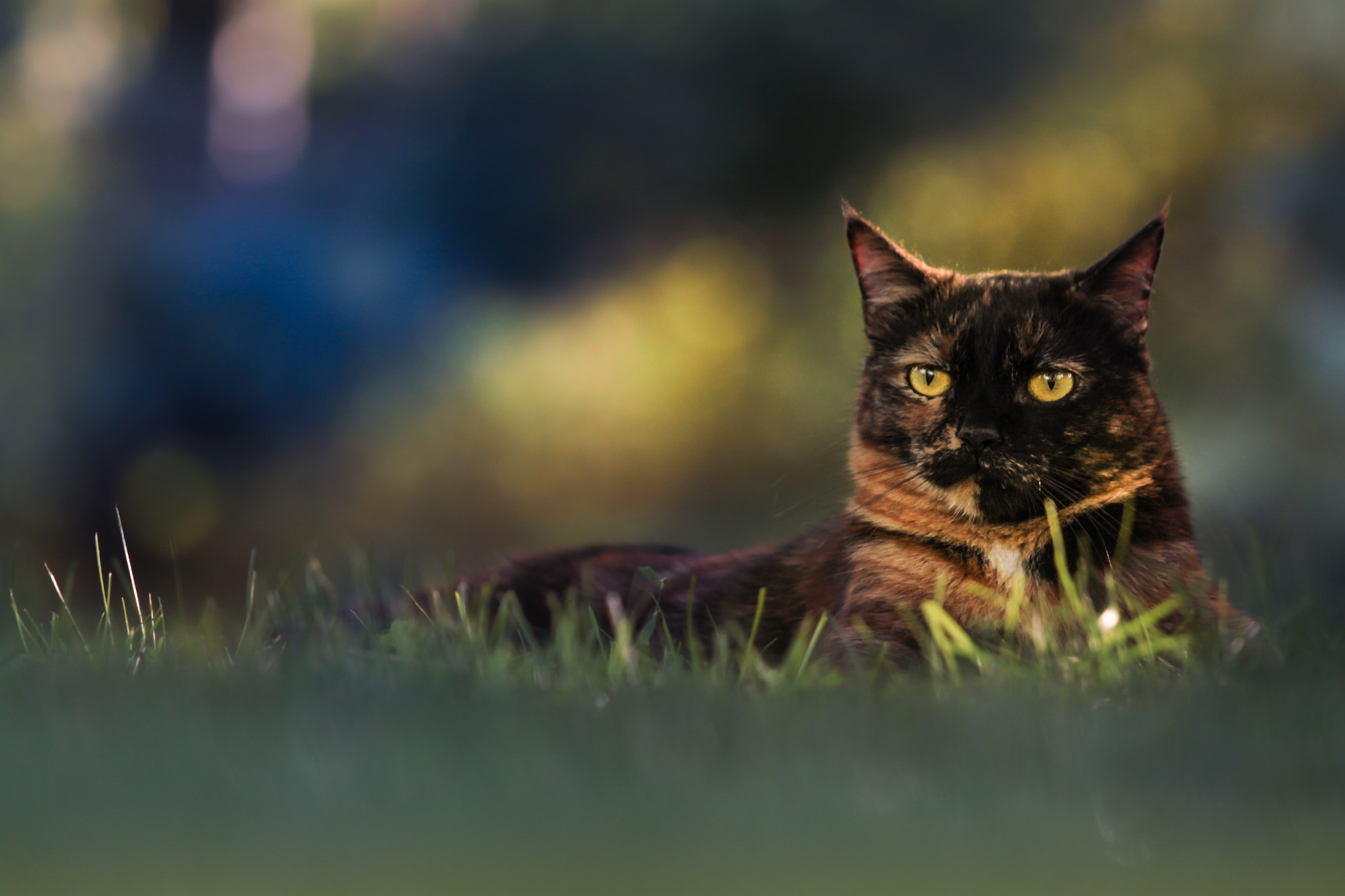 Canon EF 70-200mm F4L IS USM sample photo. Half-half photography