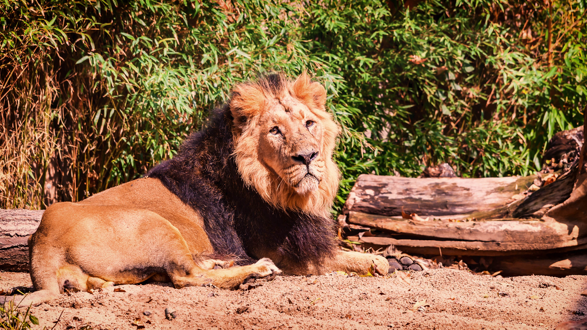 Sigma 150-500mm F5-6.3 DG OS HSM sample photo. Löwe im zoo photography