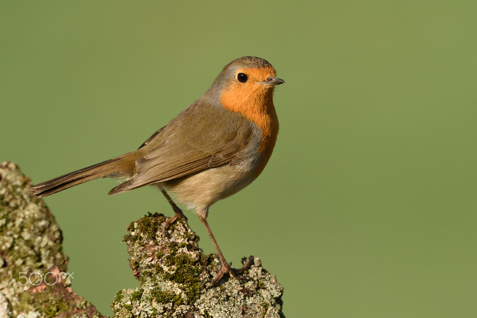 Nikon AF-S Nikkor 200-400mm F4G ED-IF VR sample photo. Robin photography