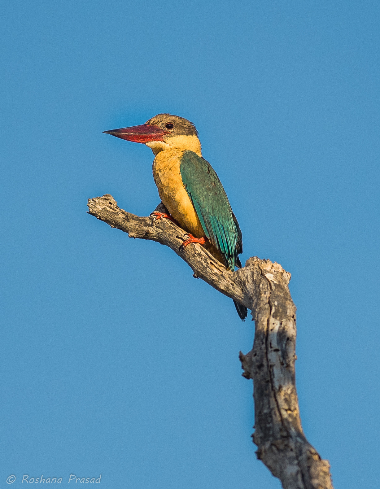AF-S Nikkor 300mm f/2.8D IF-ED II sample photo. Stork-billed kingfisher photography