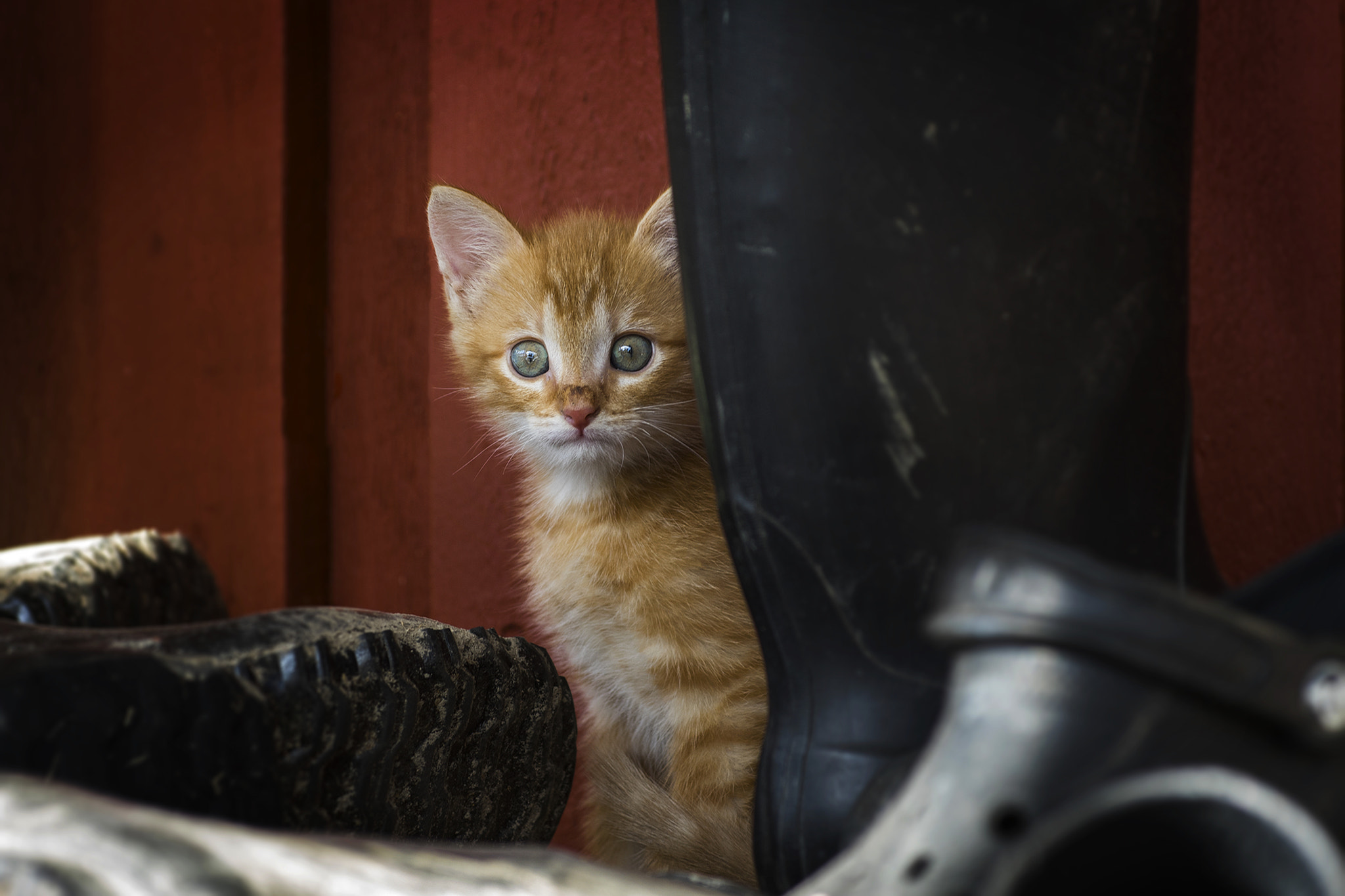 Pentax smc DA* 50-135mm F2.8 ED (IF) SDM sample photo. Kitten photography