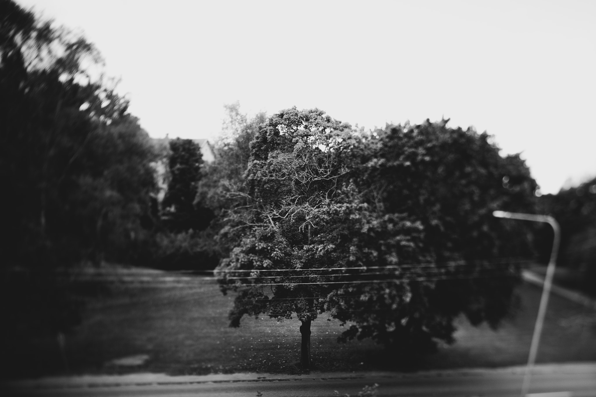 Canon TS-E 24.0mm f/3.5 L II sample photo. Grey tree photography