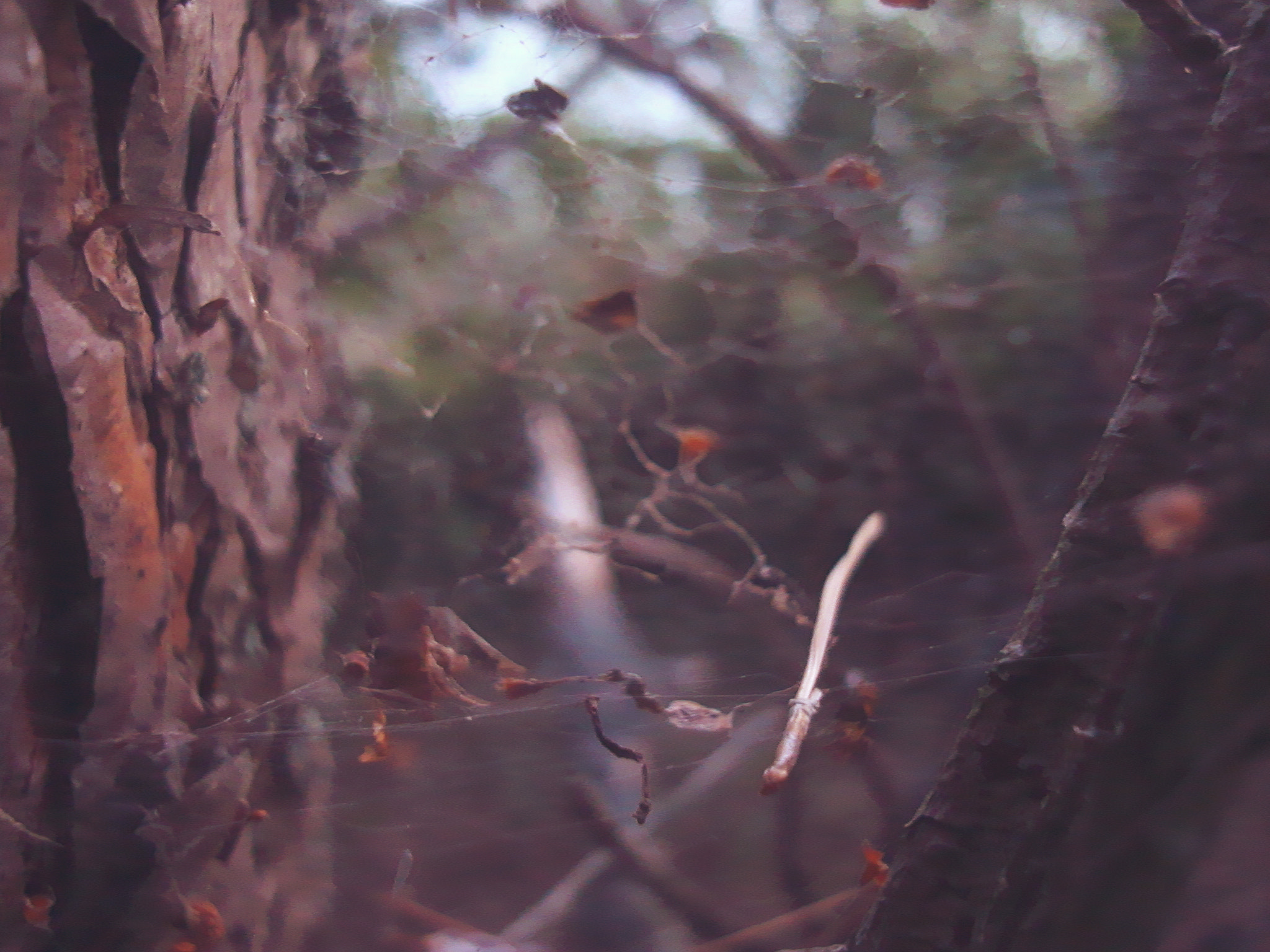 Sony DSC-W200 sample photo. Web between trees. photography