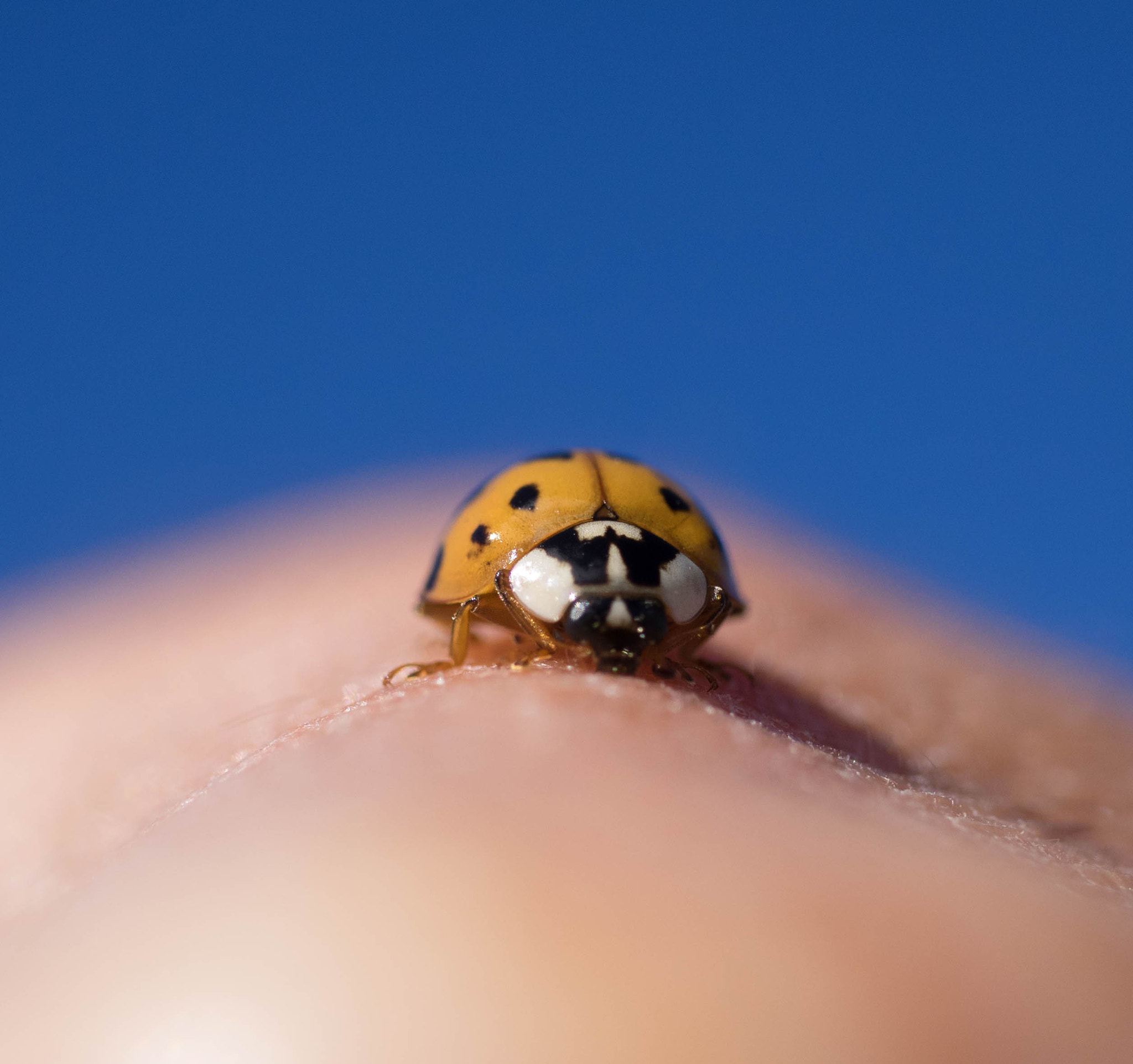 Olympus OM-D E-M1 + Panasonic Lumix G Macro 30mm F2.8 ASPH Mega OIS sample photo. A ladybug in macro. photography