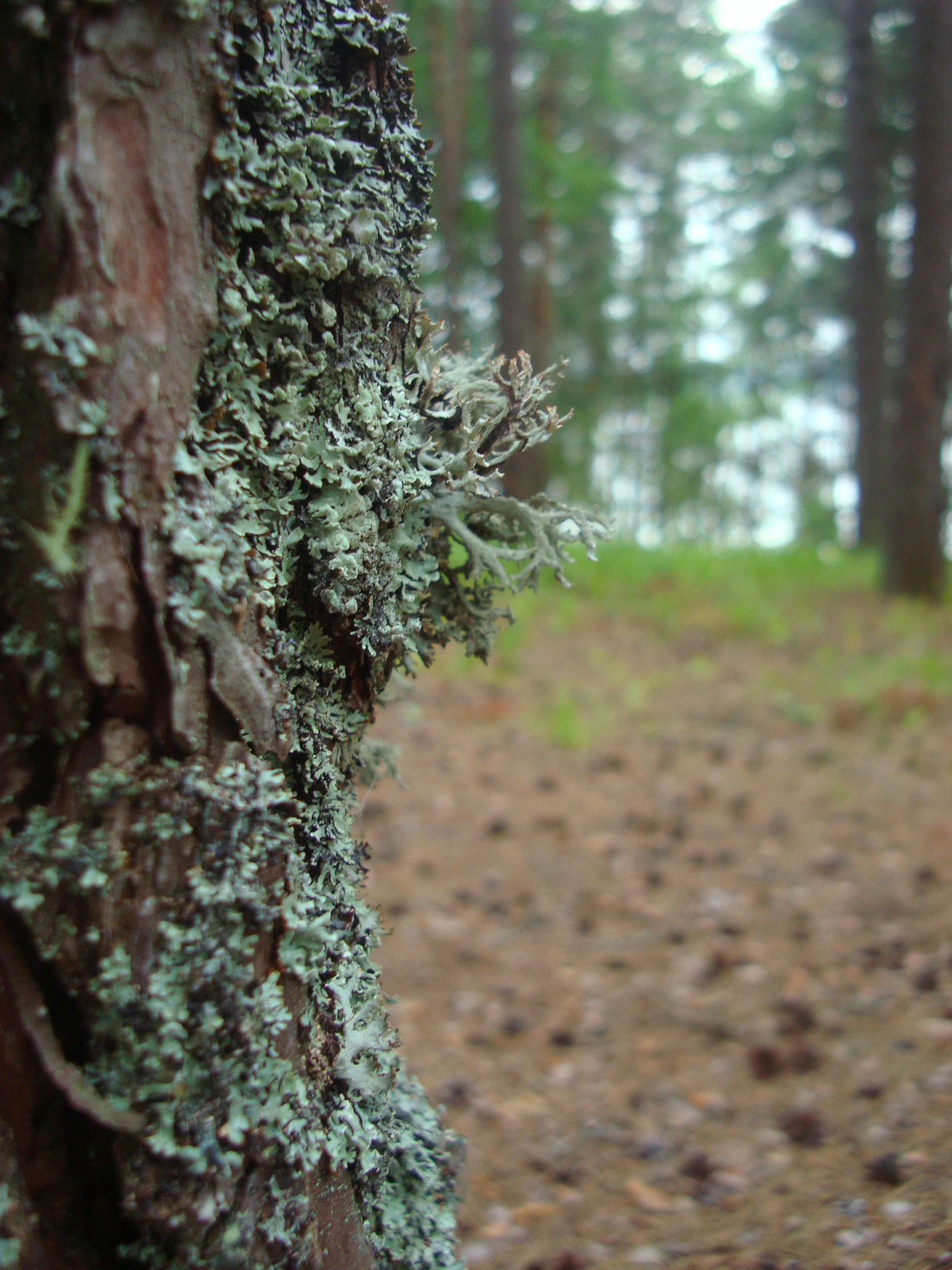 Sony DSC-W200 sample photo. Moss on a pine. photography