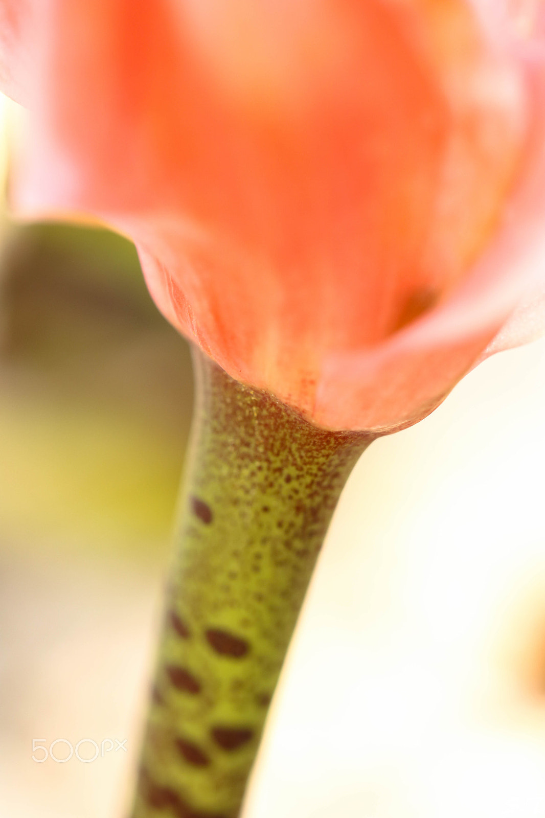 Tamron SP AF 60mm F2 Di II LD IF Macro sample photo. Growing up photography