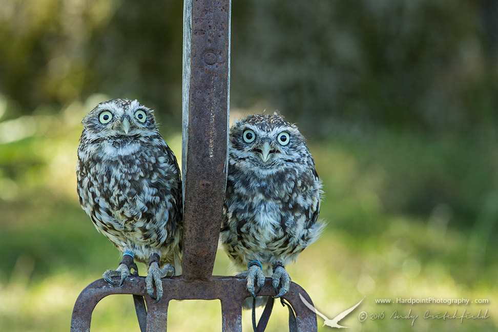 Canon EF 300mm F2.8L IS USM sample photo. Little owls photography