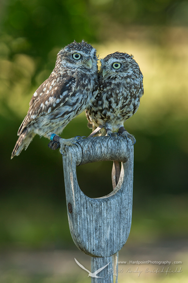 Canon EOS-1D X + Canon EF 300mm F2.8L IS USM sample photo. Little owls photography