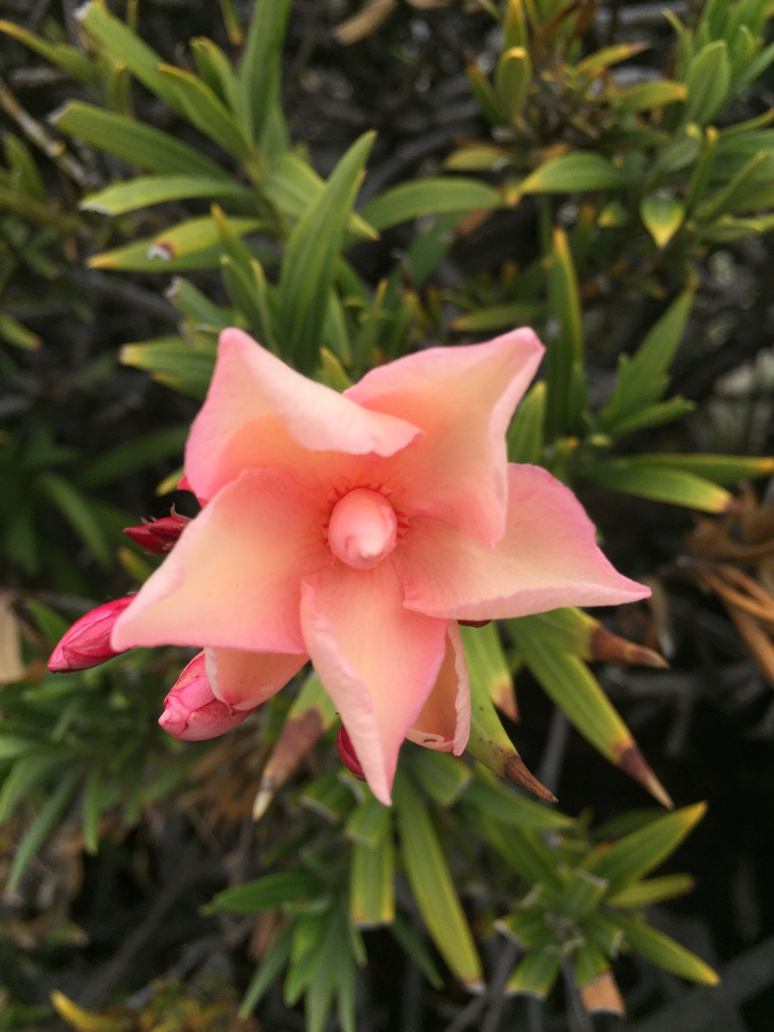 Apple iPhone7,1 sample photo. Eveyday flower at a local high school. beauty's everywhere if you are willing to stop and observe. photography