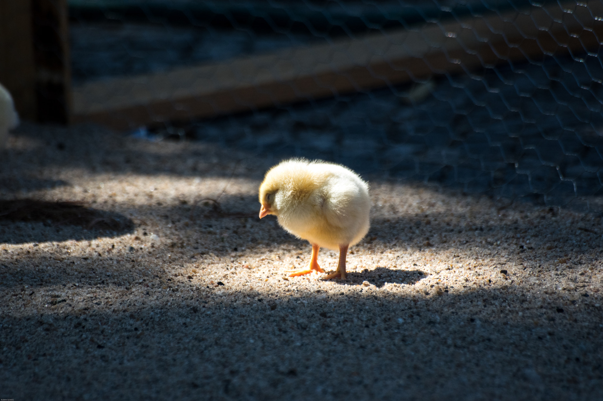 Sigma 70-300mm F4-5.6 APO DG Macro sample photo. Chicken little photography