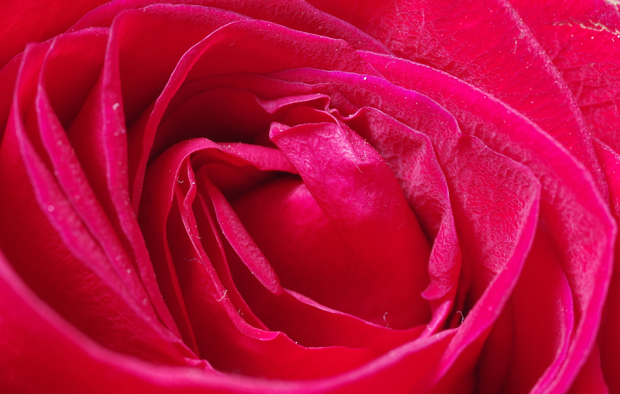 Pentax K-3 + Pentax smc D-FA 50mm F2.8 Macro sample photo. Red rose photography