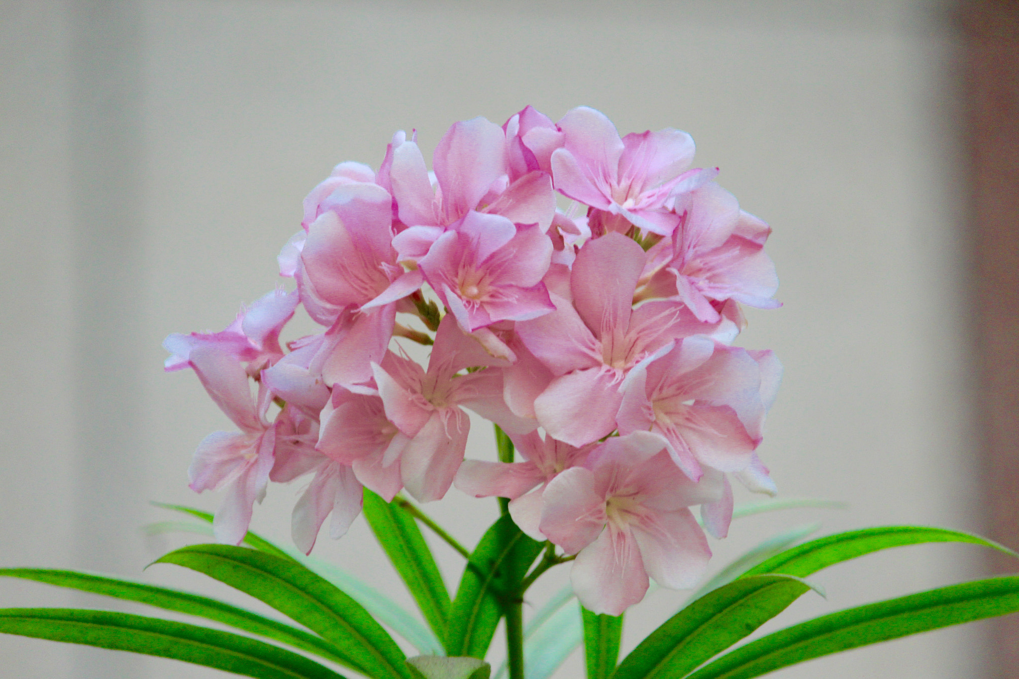 Canon EF-S 55-250mm F4-5.6 IS II sample photo. Bunch of love ❤️❤️❤️ photography