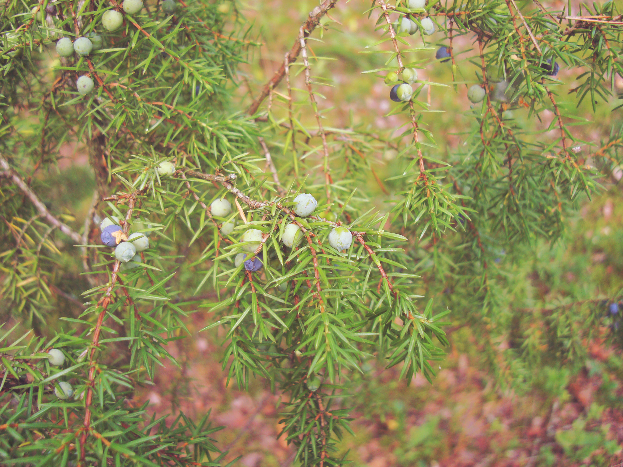 Sony DSC-W200 sample photo. Greek juniper.forest. photography