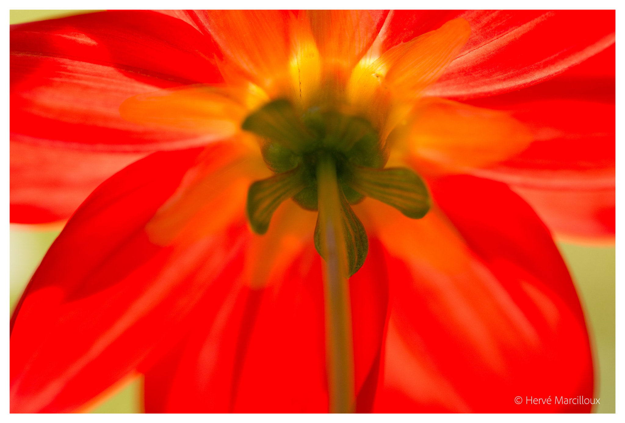 Sony SLT-A77 + 105mm F2.8 sample photo. Let the sunshine in! photography