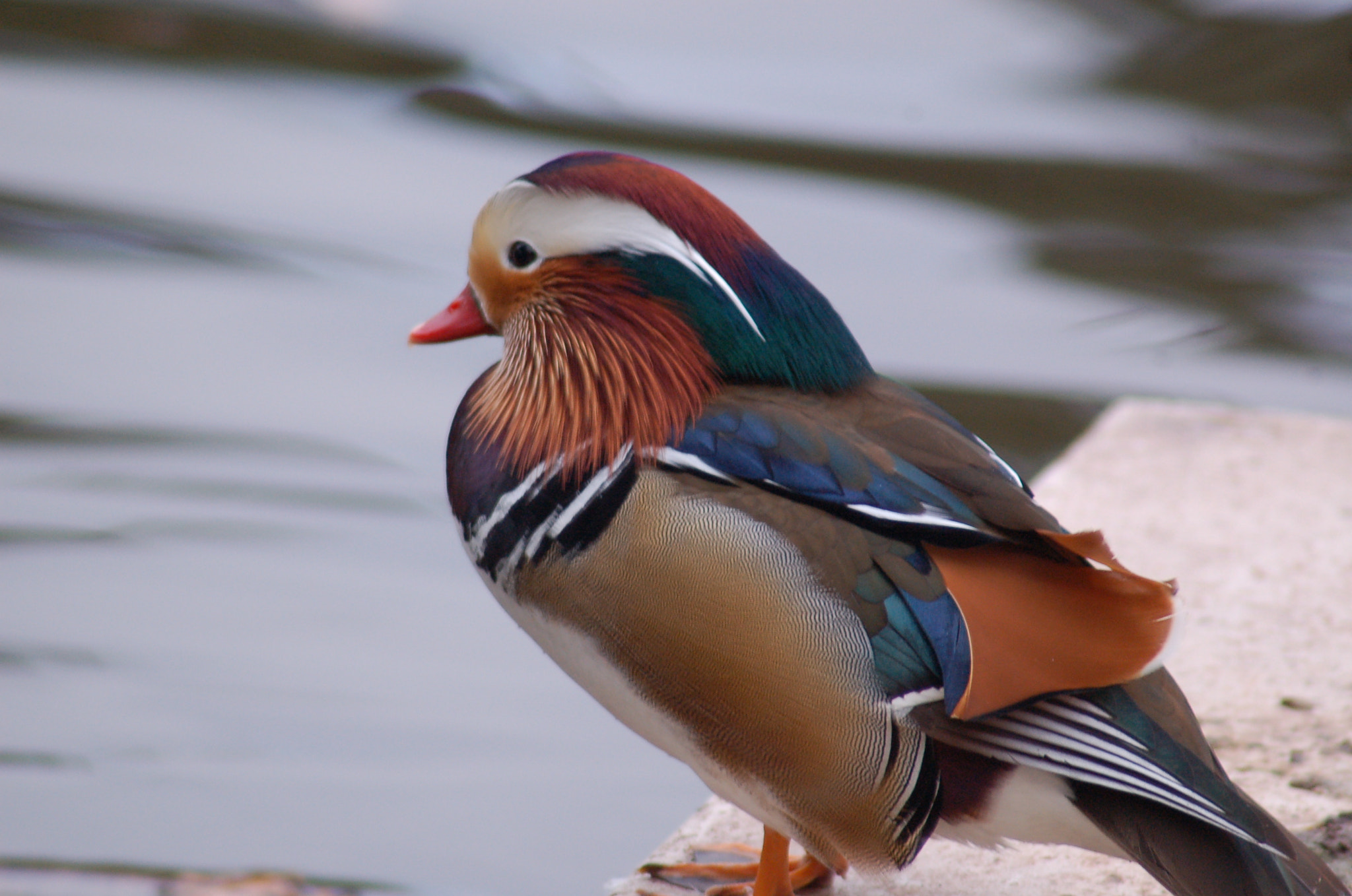 Nikon AF Nikkor 70-300mm F4-5.6G sample photo. Foto () photography