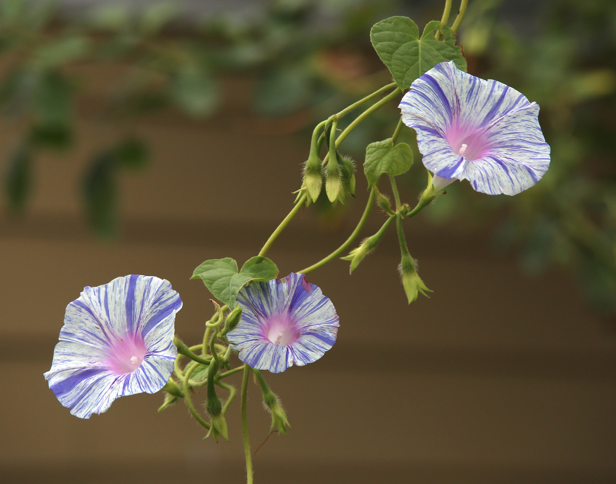Canon EF 35-105mm f/3.5-4.5 sample photo