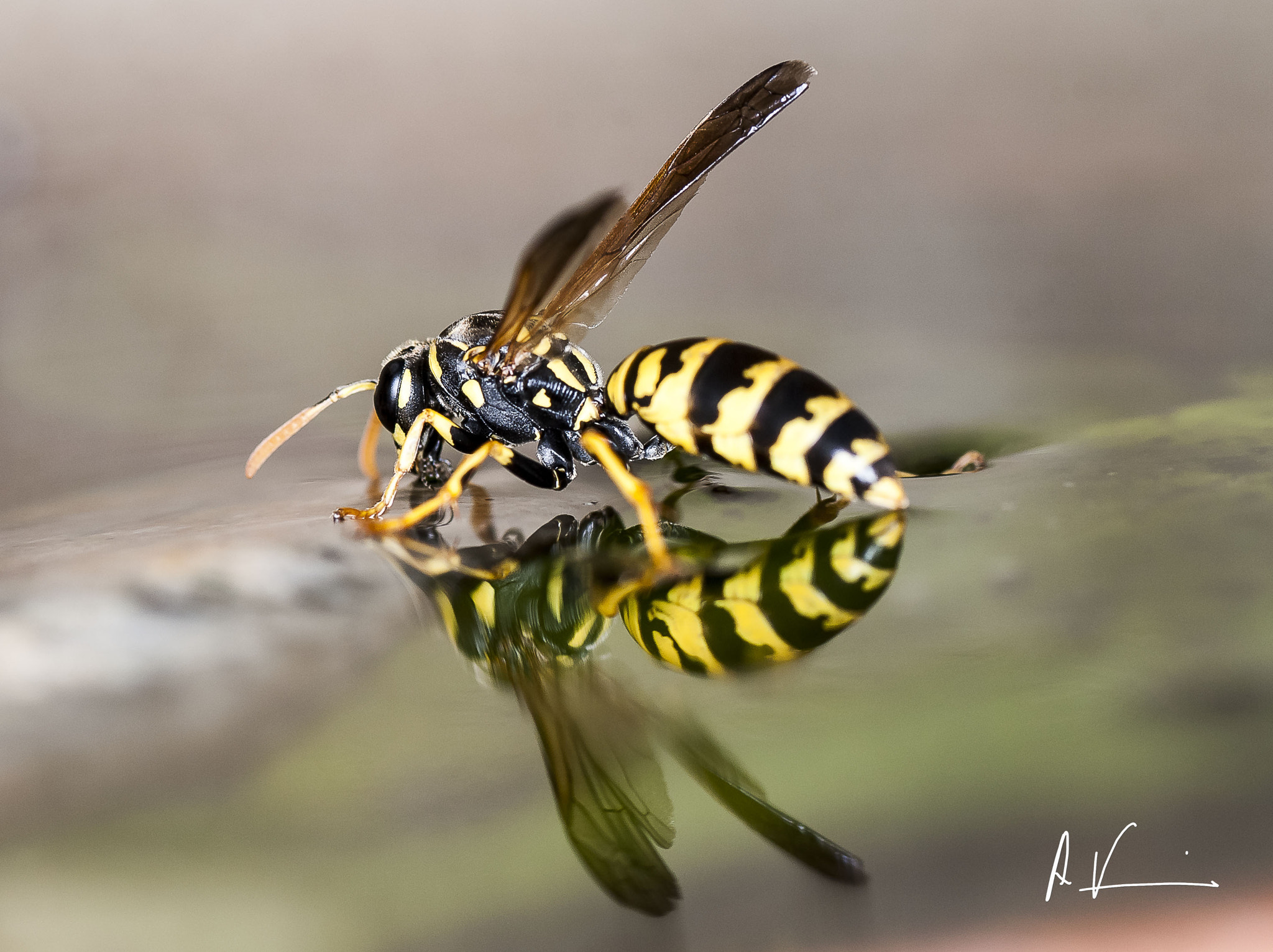 Nikon D80 sample photo. Reflexo photography