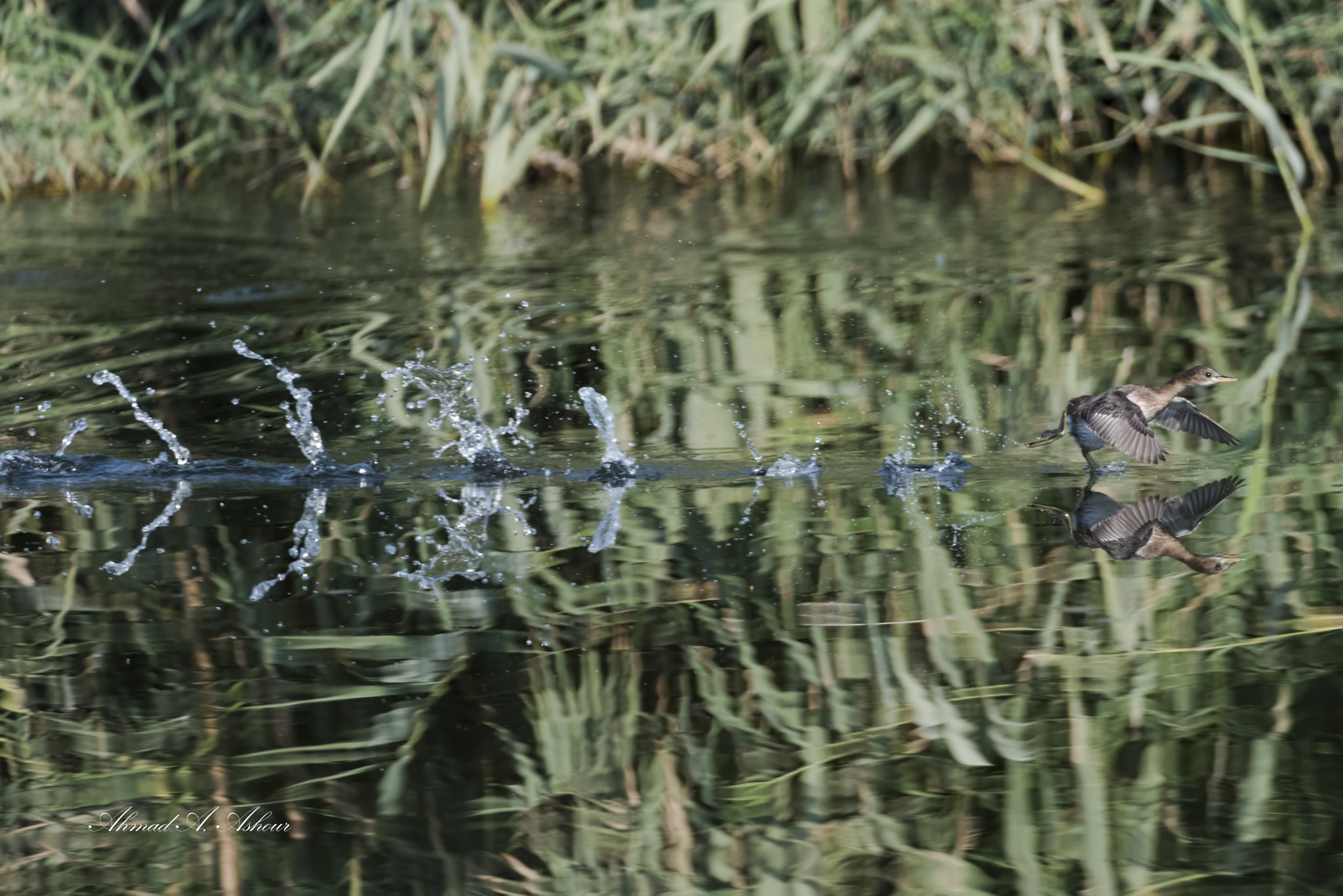 Nikon D810 + Nikon AF-S Nikkor 200-400mm F4G ED-IF VR sample photo. Rush to work.  photography