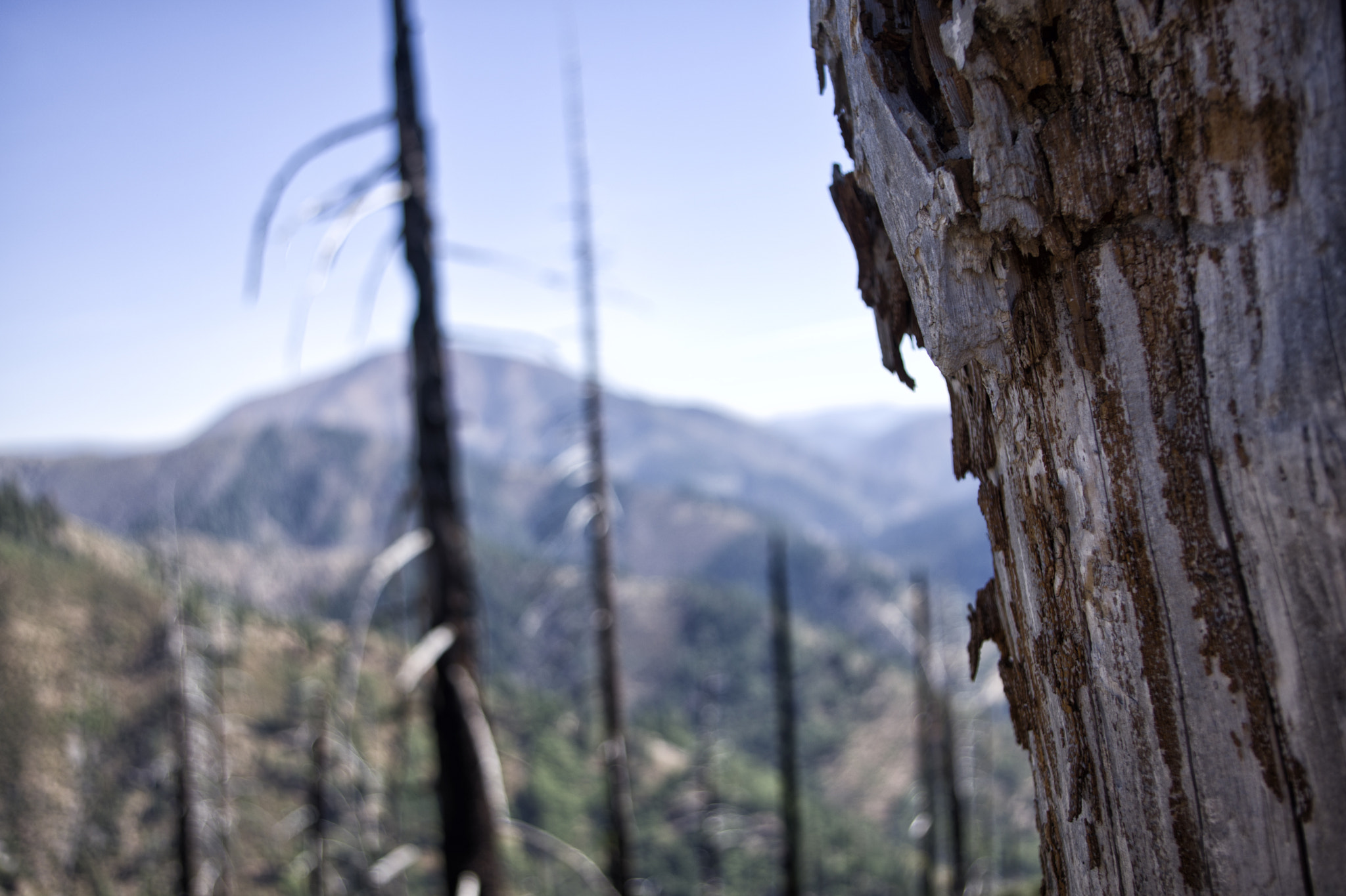 Pentax K-70 sample photo. Tree photography