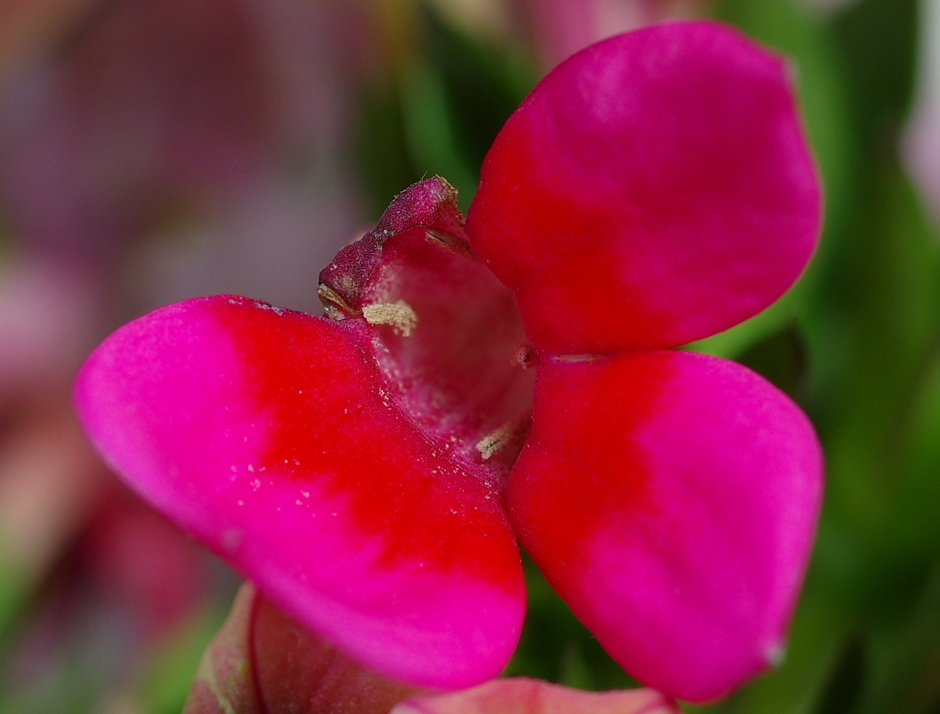 Pentax K-3 + Pentax smc D-FA 50mm F2.8 Macro sample photo