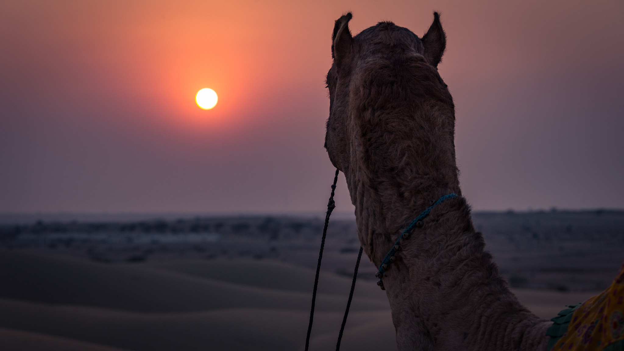 Canon EOS 6D sample photo. Camel at sunset photography