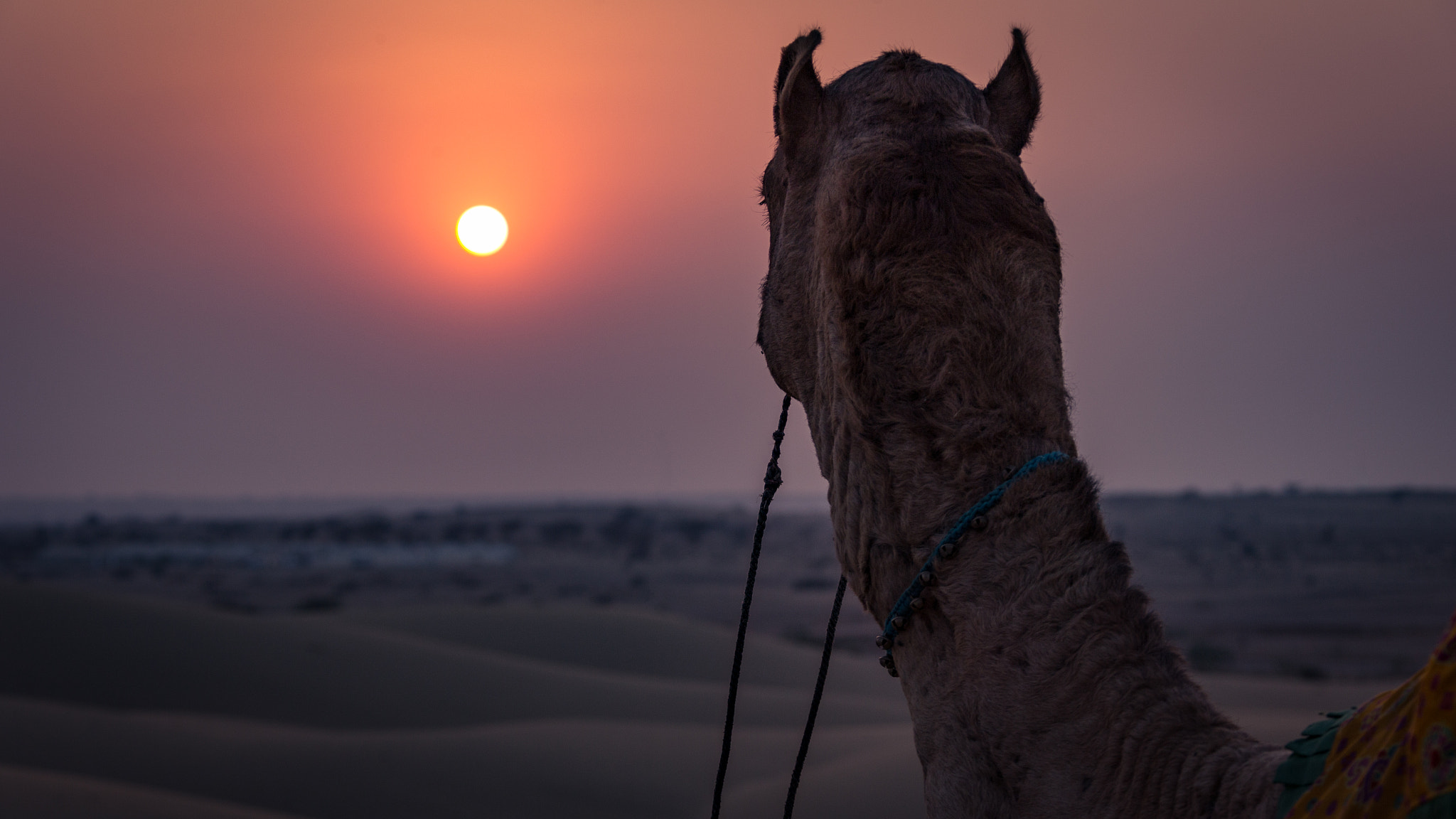 Canon EF 28-300mm F3.5-5.6L IS USM sample photo. Camel at sunset photography